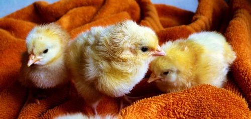 ひよこ イースター グッドフライデー ヒナ