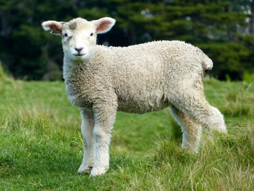 オープンファームサンデー　イギリス　羊